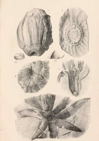 Reproducción/Reproduction 8496817879: Catalogue of the Mesozoic plants in the Department of Geology, British Museum (Natural History). London,Trustees of the B.M.,1894-1915.