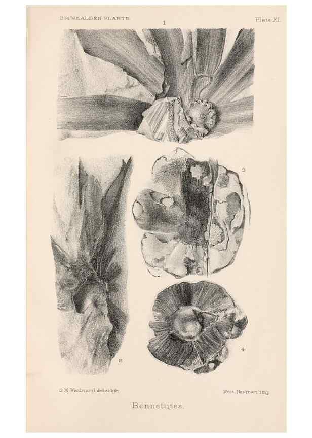 Reproducción/Reproduction 8497923006: Catalogue of the Mesozoic plants in the Department of Geology, British Museum (Natural History). London,Trustees of the B.M.,1894-1915.