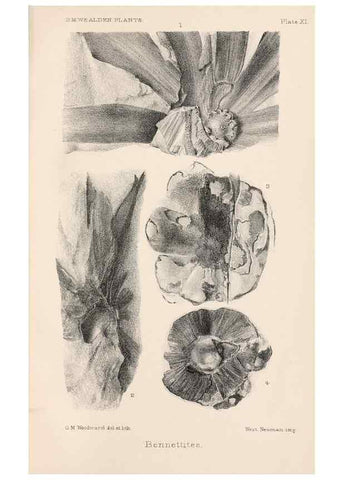 Reproducción/Reproduction 8497923006: Catalogue of the Mesozoic plants in the Department of Geology, British Museum (Natural History). London,Trustees of the B.M.,1894-1915.