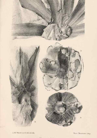Reproducción/Reproduction 8497923006: Catalogue of the Mesozoic plants in the Department of Geology, British Museum (Natural History). London,Trustees of the B.M.,1894-1915.