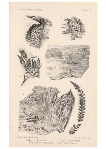 Reproducción/Reproduction 8497923588: Catalogue of the Mesozoic plants in the Department of Geology, British Museum (Natural History). London,Trustees of the B.M.,1894-1915.