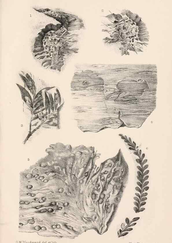 Reproducción/Reproduction 8497923588: Catalogue of the Mesozoic plants in the Department of Geology, British Museum (Natural History). London,Trustees of the B.M.,1894-1915.