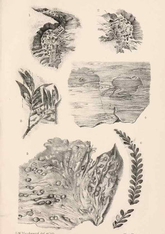 Reproducción/Reproduction 8497923588: Catalogue of the Mesozoic plants in the Department of Geology, British Museum (Natural History). London,Trustees of the B.M.,1894-1915.