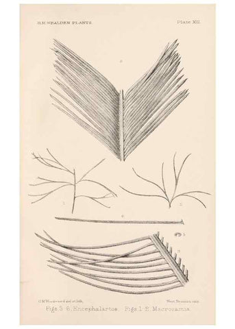 Reproducción/Reproduction 8496819471: Catalogue of the Mesozoic plants in the Department of Geology, British Museum (Natural History). London,Trustees of the B.M.,1894-1915.