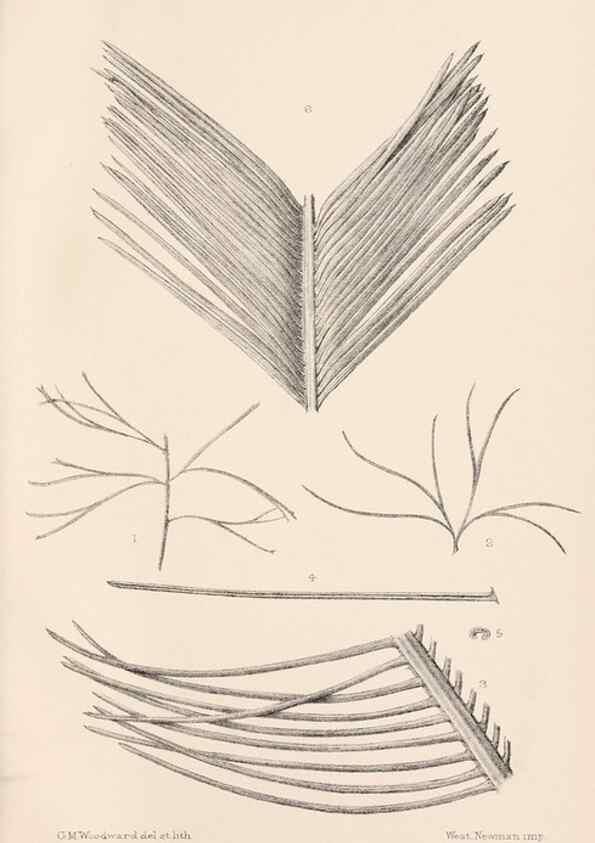 Reproducción/Reproduction 8496819471: Catalogue of the Mesozoic plants in the Department of Geology, British Museum (Natural History). London,Trustees of the B.M.,1894-1915.