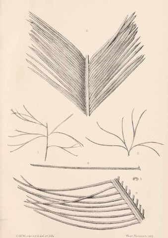Reproducción/Reproduction 8496819471: Catalogue of the Mesozoic plants in the Department of Geology, British Museum (Natural History). London,Trustees of the B.M.,1894-1915.