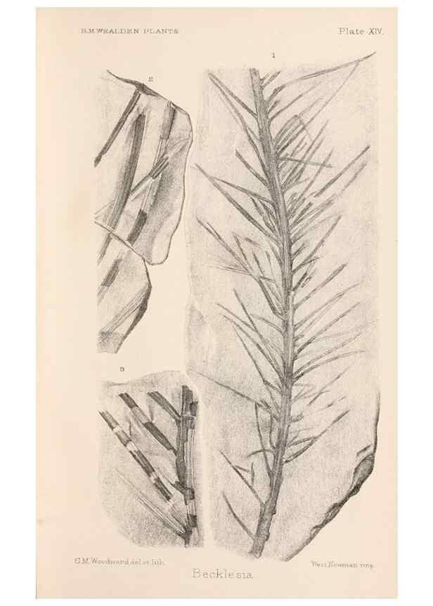 Reproducción/Reproduction 8497924616: Catalogue of the Mesozoic plants in the Department of Geology, British Museum (Natural History). London,Trustees of the B.M.,1894-1915.