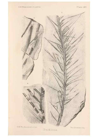 Reproducción/Reproduction 8497924616: Catalogue of the Mesozoic plants in the Department of Geology, British Museum (Natural History). London,Trustees of the B.M.,1894-1915.
