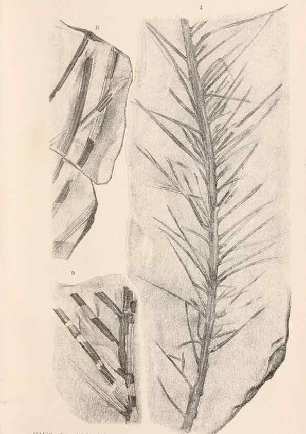Reproducción/Reproduction 8497924616: Catalogue of the Mesozoic plants in the Department of Geology, British Museum (Natural History). London,Trustees of the B.M.,1894-1915.