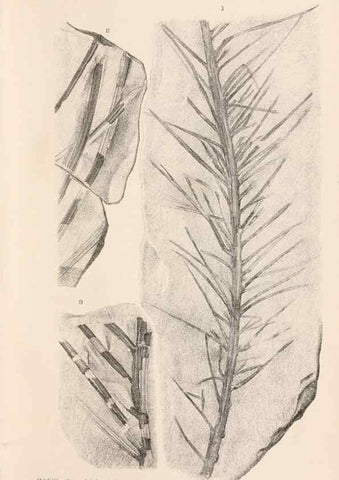 Reproducción/Reproduction 8497924616: Catalogue of the Mesozoic plants in the Department of Geology, British Museum (Natural History). London,Trustees of the B.M.,1894-1915.