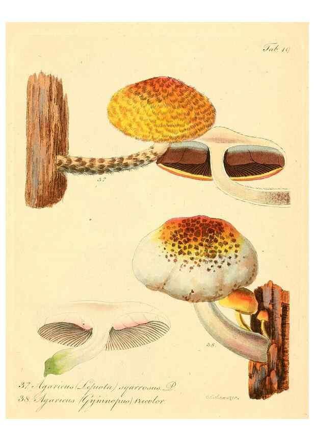 Reproducción/Reproduction 8495637146: Fungi austriaci delectu singulari iconibus XL observationibusque. Wien :C. Gerold,1830.