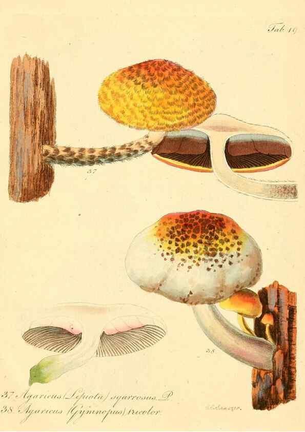 Reproducción/Reproduction 8495637146: Fungi austriaci delectu singulari iconibus XL observationibusque. Wien :C. Gerold,1830.