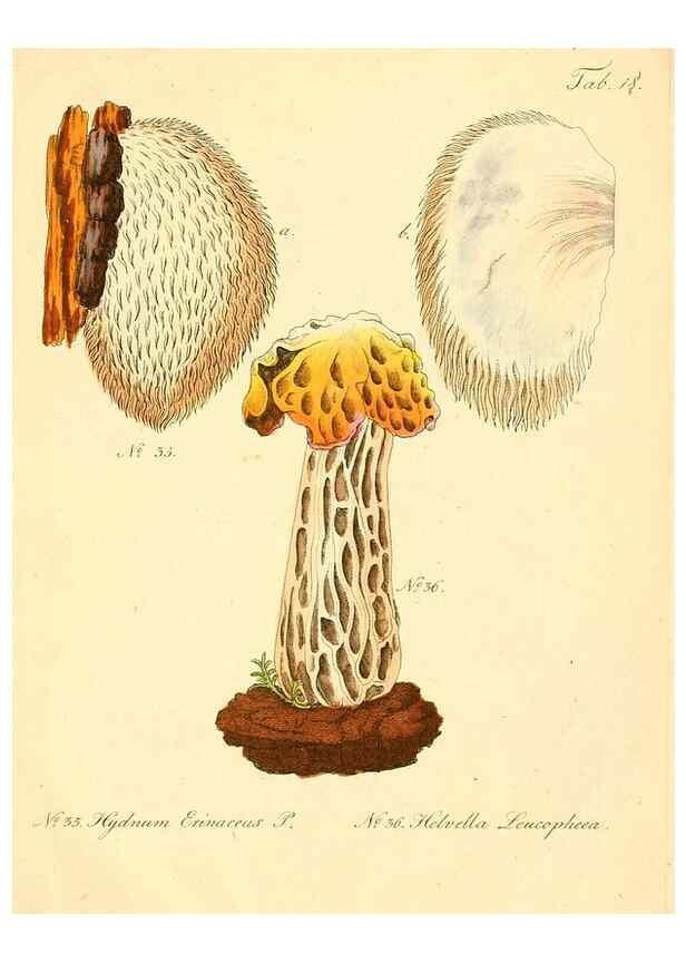 Reproducción/Reproduction 8494536027: Fungi austriaci delectu singulari iconibus XL observationibusque. Wien :C. Gerold,1830.