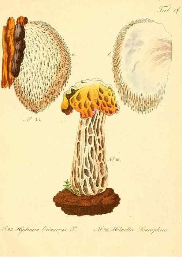 Reproducción/Reproduction 8494536027: Fungi austriaci delectu singulari iconibus XL observationibusque. Wien :C. Gerold,1830.