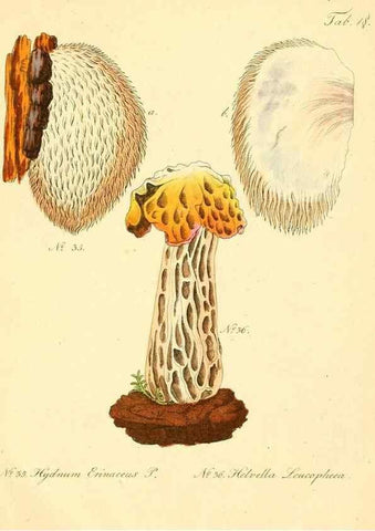 Reproducción/Reproduction 8494536027: Fungi austriaci delectu singulari iconibus XL observationibusque. Wien :C. Gerold,1830.