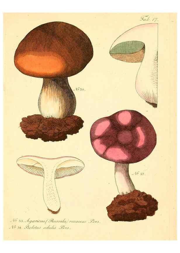 Reproducción/Reproduction 8495636098: Fungi austriaci delectu singulari iconibus XL observationibusque. Wien :C. Gerold,1830.