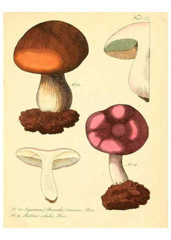 Reproducción/Reproduction 8495636098: Fungi austriaci delectu singulari iconibus XL observationibusque. Wien :C. Gerold,1830.