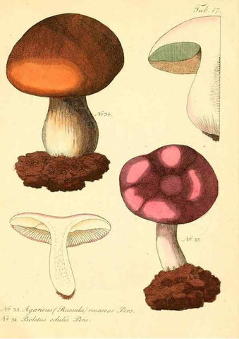 Reproducción/Reproduction 8495636098: Fungi austriaci delectu singulari iconibus XL observationibusque. Wien :C. Gerold,1830.