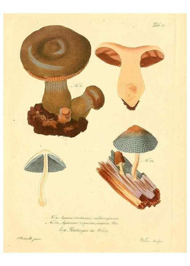 Reproducción/Reproduction 8494535019: Fungi austriaci delectu singulari iconibus XL observationibusque. Wien :C. Gerold,1830.