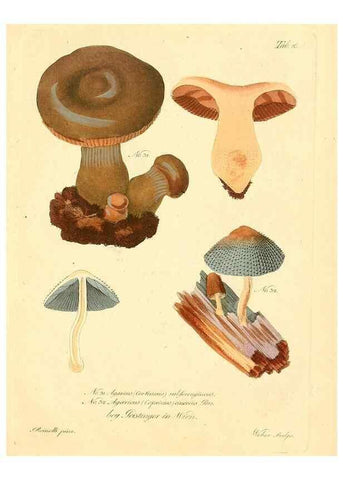 Reproducción/Reproduction 8494535019: Fungi austriaci delectu singulari iconibus XL observationibusque. Wien :C. Gerold,1830.