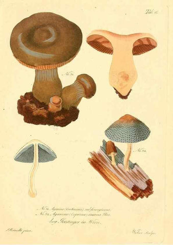 Reproducción/Reproduction 8494535019: Fungi austriaci delectu singulari iconibus XL observationibusque. Wien :C. Gerold,1830.