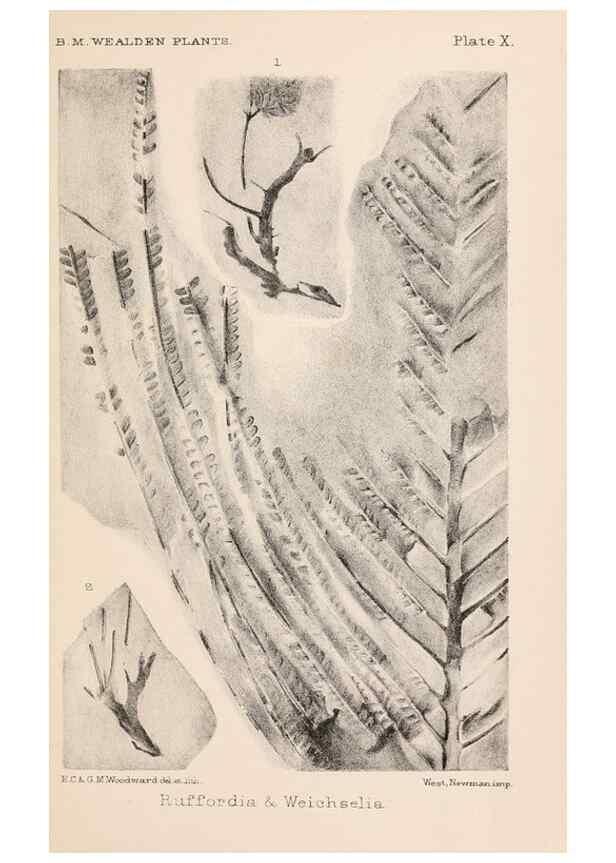 Reproducción/Reproduction 8494471901: Catalogue of the Mesozoic plants in the Department of Geology, British Museum (Natural History). London,Trustees of the B.M.,1894-1915.