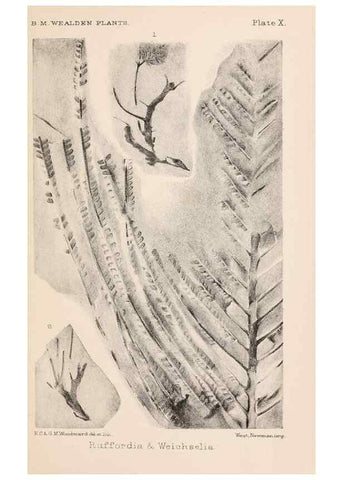 Reproducción/Reproduction 8494471901: Catalogue of the Mesozoic plants in the Department of Geology, British Museum (Natural History). London,Trustees of the B.M.,1894-1915.