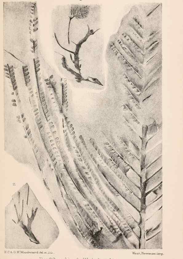 Reproducción/Reproduction 8494471901: Catalogue of the Mesozoic plants in the Department of Geology, British Museum (Natural History). London,Trustees of the B.M.,1894-1915.