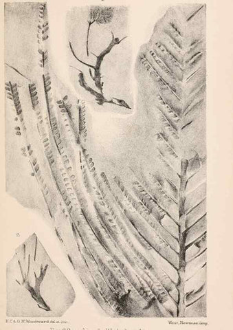 Reproducción/Reproduction 8494471901: Catalogue of the Mesozoic plants in the Department of Geology, British Museum (Natural History). London,Trustees of the B.M.,1894-1915.