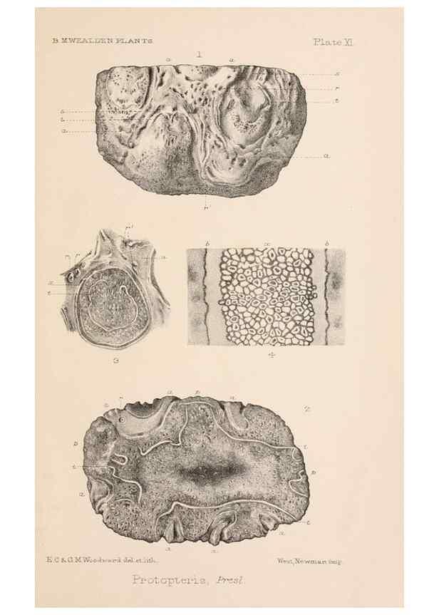 Reproducción/Reproduction 8495572818: Catalogue of the Mesozoic plants in the Department of Geology, British Museum (Natural History). London,Trustees of the B.M.,1894-1915.
