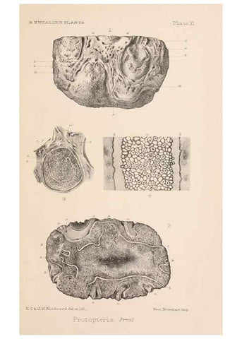 Reproducción/Reproduction 8495572818: Catalogue of the Mesozoic plants in the Department of Geology, British Museum (Natural History). London,Trustees of the B.M.,1894-1915.