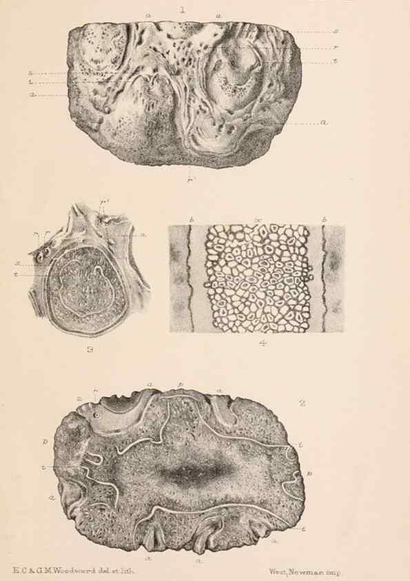 Reproducción/Reproduction 8495572818: Catalogue of the Mesozoic plants in the Department of Geology, British Museum (Natural History). London,Trustees of the B.M.,1894-1915.