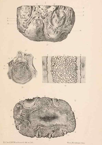 Reproducción/Reproduction 8495572818: Catalogue of the Mesozoic plants in the Department of Geology, British Museum (Natural History). London,Trustees of the B.M.,1894-1915.