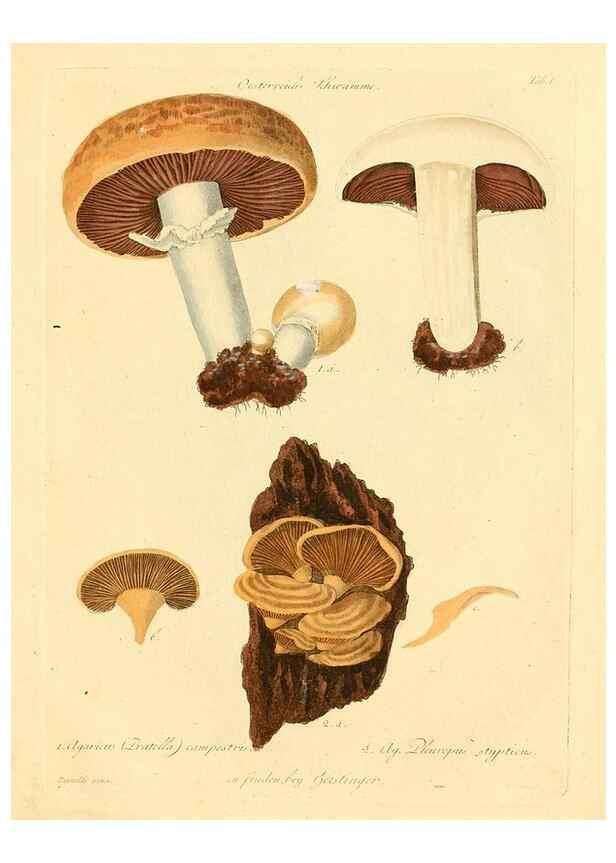 Reproducción/Reproduction 8494526745: Fungi austriaci delectu singulari iconibus XL observationibusque. Wien :C. Gerold,1830.
