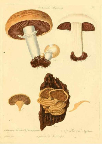 Reproducción/Reproduction 8494526745: Fungi austriaci delectu singulari iconibus XL observationibusque. Wien :C. Gerold,1830.