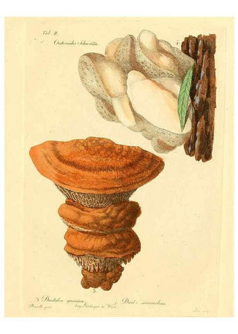 Reproducción/Reproduction 8494527397: Fungi austriaci delectu singulari iconibus XL observationibusque. Wien :C. Gerold,1830.