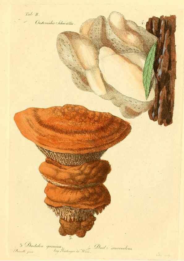 Reproducción/Reproduction 8494527397: Fungi austriaci delectu singulari iconibus XL observationibusque. Wien :C. Gerold,1830.
