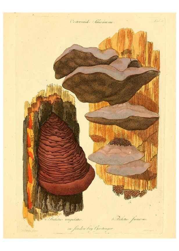 Reproducción/Reproduction 8494527909: Fungi austriaci delectu singulari iconibus XL observationibusque. Wien :C. Gerold,1830.
