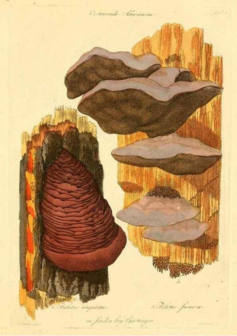 Reproducción/Reproduction 8494527909: Fungi austriaci delectu singulari iconibus XL observationibusque. Wien :C. Gerold,1830.