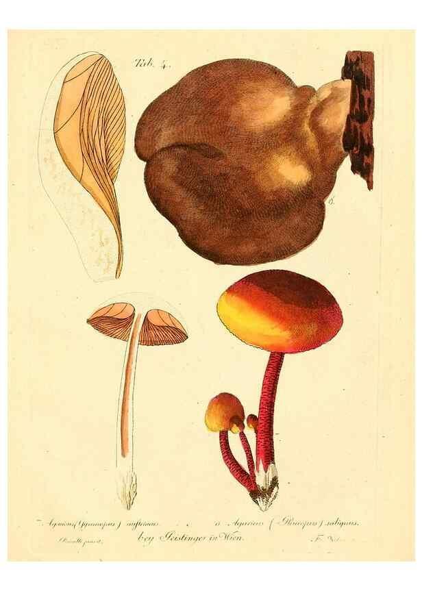 Reproducción/Reproduction 8495629220: Fungi austriaci delectu singulari iconibus XL observationibusque. Wien :C. Gerold,1830.