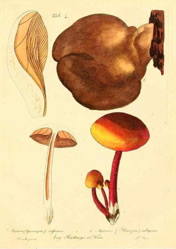 Reproducción/Reproduction 8495629220: Fungi austriaci delectu singulari iconibus XL observationibusque. Wien :C. Gerold,1830.
