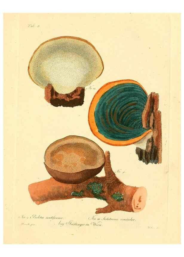 Reproducción/Reproduction 8495629712: Fungi austriaci delectu singulari iconibus XL observationibusque. Wien :C. Gerold,1830.