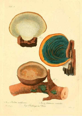 Reproducción/Reproduction 8495629712: Fungi austriaci delectu singulari iconibus XL observationibusque. Wien :C. Gerold,1830.