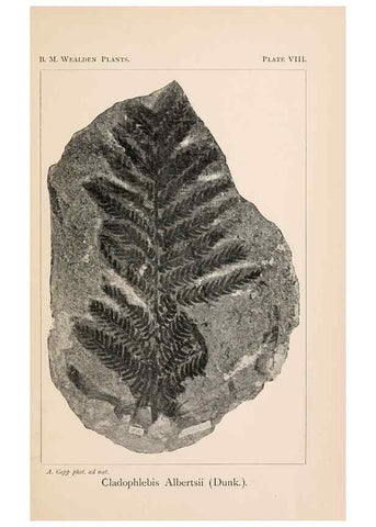 Reproducción/Reproduction 8494470439: Catalogue of the Mesozoic plants in the Department of Geology, British Museum (Natural History). London,Trustees of the B.M.,1894-1915.
