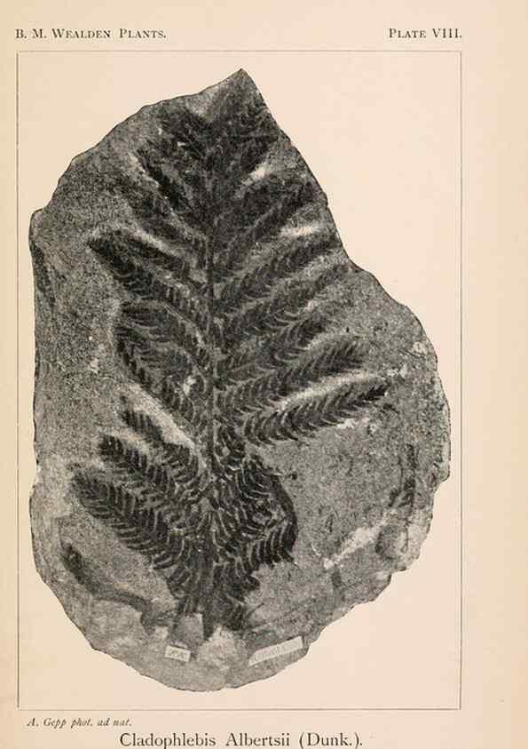 Reproducción/Reproduction 8494470439: Catalogue of the Mesozoic plants in the Department of Geology, British Museum (Natural History). London,Trustees of the B.M.,1894-1915.