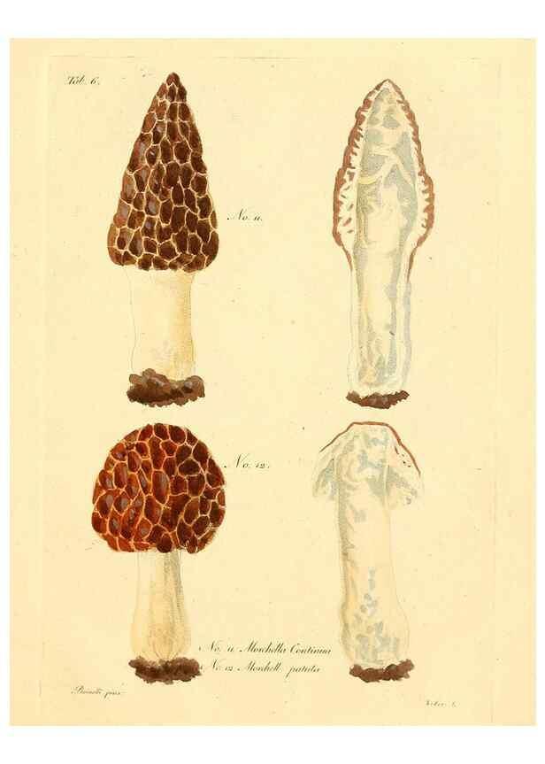 Reproducción/Reproduction 8494529579: Fungi austriaci delectu singulari iconibus XL observationibusque. Wien :C. Gerold,1830.