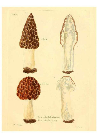Reproducción/Reproduction 8494529579: Fungi austriaci delectu singulari iconibus XL observationibusque. Wien :C. Gerold,1830.