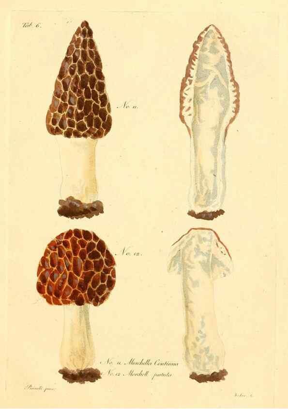 Reproducción/Reproduction 8494529579: Fungi austriaci delectu singulari iconibus XL observationibusque. Wien :C. Gerold,1830.
