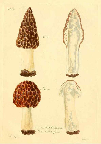 Reproducción/Reproduction 8494529579: Fungi austriaci delectu singulari iconibus XL observationibusque. Wien :C. Gerold,1830.