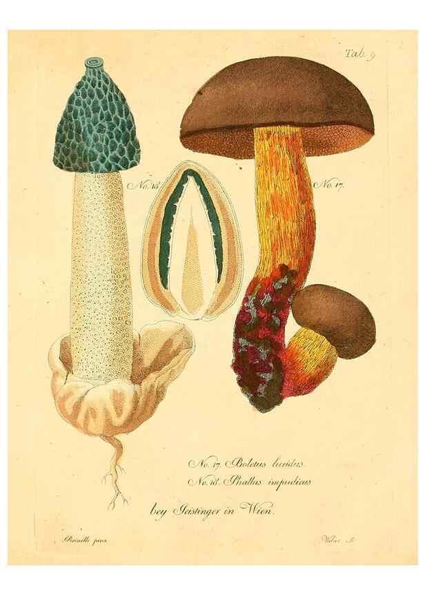 Reproducción/Reproduction 8495631426: Fungi austriaci delectu singulari iconibus XL observationibusque. Wien :C. Gerold,1830.